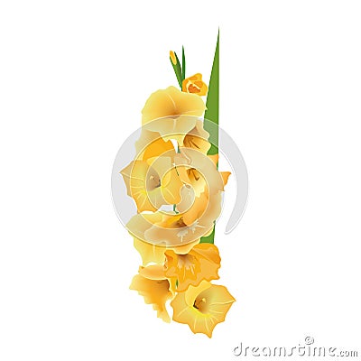 Gladiolus or sword lily flower. Vector illustration. yellow bunch isolated Cartoon Illustration