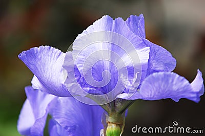 gladiolus, sword lily, gladiole, glad Stock Photo
