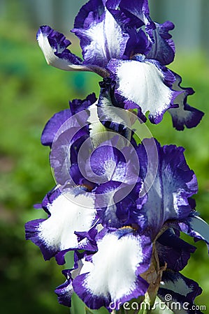 gladiolus, sword lily, gladiole, glad Stock Photo