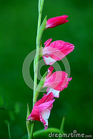 Gladiolus or Sword lily perennial cormous flowering plant with sword shaped large violet flowers surrounded with light green Stock Photo