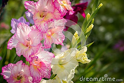 Gladiolus, Sword Lily Stock Photo