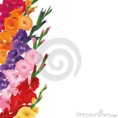 Gladioluses card. Copyspace, place for text. sword lily flowers. Vector card illustration. yellow, red, pink, purple Vector Illustration