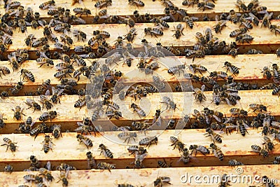 Glance into a beehive and the honey frames. Bees in a beehive. Apis mellifera. Stock Photo