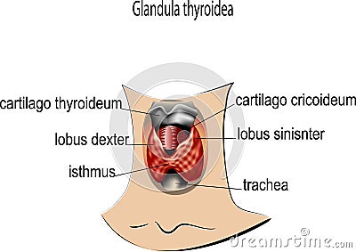 Glandula thyroidea Vector Illustration