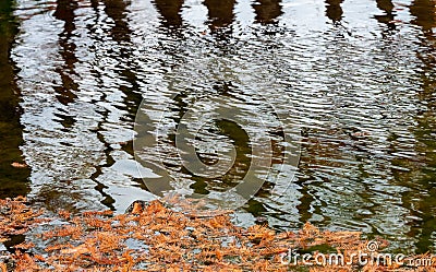 Glare and reflection from the trunks of tree trunks of swamp cypress in the river water. Texas, Garner State Park, USA Stock Photo