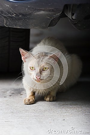 Glaring cat Stock Photo