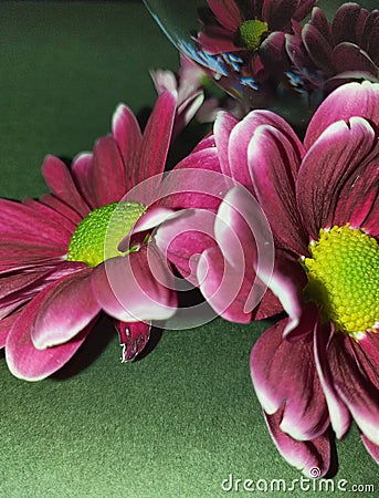 Glass ball reflecting Flowers Stock Photo