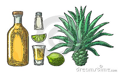 Glass and botlle of tequila. Cactus, salt, lime Vector Illustration