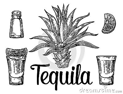 Glass and botlle of tequila. Cactus, salt and lime Hand drawn sketch set of alcoholic cocktails. Vector illustration. Vector Illustration