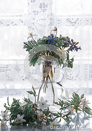 Glass bottle with a bouquet of white primroses on the background of lace curtains Stock Photo