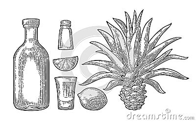 Glass and bottle of tequila. Cactus, salt, lime Vector Illustration