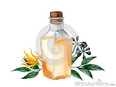 Glass bottle with ylang ylang aromatic oil Cartoon Illustration