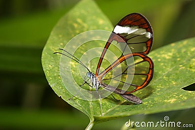 Glass butterfly Stock Photo