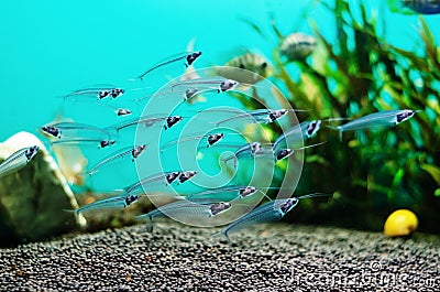 Glass catfish Stock Photo