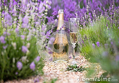 Glass of champagne in a lavender field. Violet flowers on the background. Stock Photo