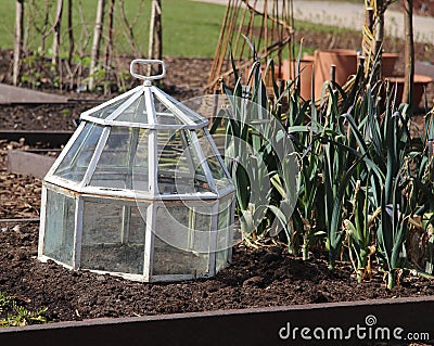 Glass cloche in vegetable garden Stock Photo