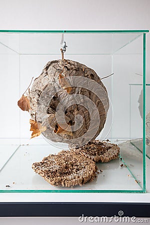 In glass display case there is a large wasps` nest Stock Photo