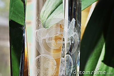 Etched Glass and Reflected Plant Leaf Stock Photo