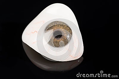 Glass eye prosthetic or Ocular prosthesis on black Stock Photo