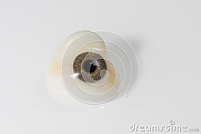 Glass eye prosthetic or Ocular prosthesis with shadow on white Stock Photo