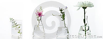 Glass flask and beaker with pink white flower and green plant biotechnology cosmetic science white web banner background Stock Photo