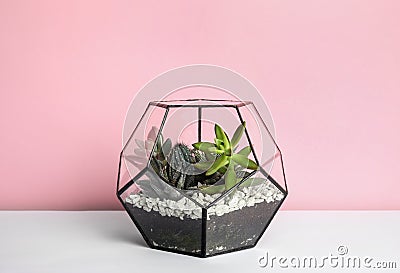 Glass florarium with different succulents on table against color Stock Photo