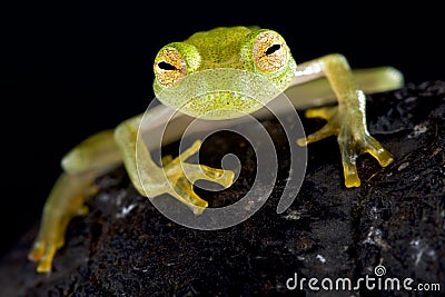 Glass frog Hyalinobatrachium cappellie Stock Photo