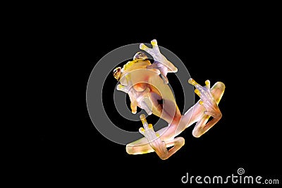 Glass frog with transparent skin, visible organs, heartbeat. Raticulated Glass Frog, Hyalinobatrachium valerioi, green tropic fore Stock Photo