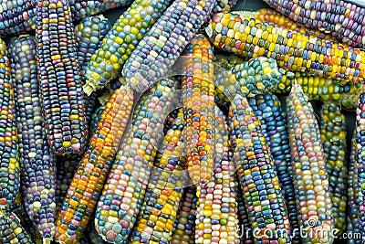 Glass gem ears,rainbow colored corn Stock Photo