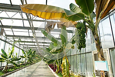 Glass greenhouse Stock Photo
