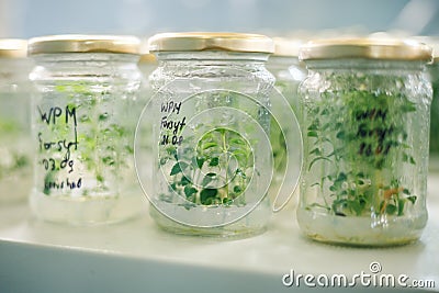 Jars of sprouts Stock Photo