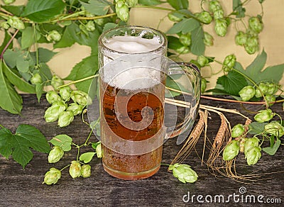 Glass of lager beer against the hop branches with cones Stock Photo