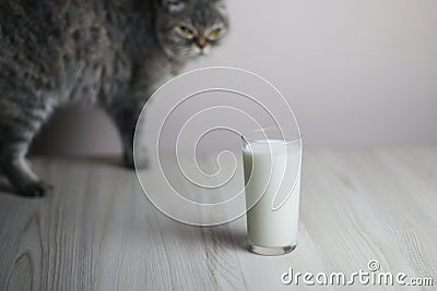 Glass with milk and cat on the light wooden table Stock Photo