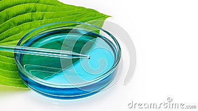 A glass petri dish stands on a green leaf of a plant with a measuring tube on a white background. Biotechnology research concept. Stock Photo