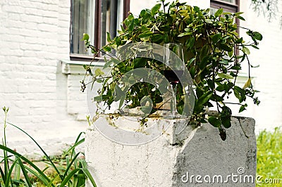 Glass with red wine on a white stone monument Stock Photo