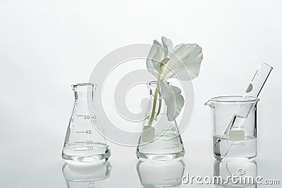 Glass science flask and beaker with water and white soft natural flower for cosmetic research background Stock Photo