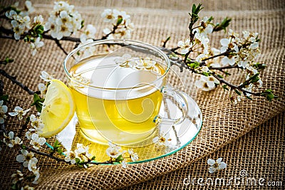 Glass tea cup cherry blossoms. Stock Photo