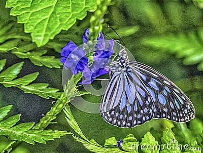 Glass tiger butterfly,digital oil painting Stock Photo