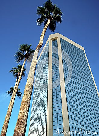 A Glass Tower and Four Palm Trees Stock Photo