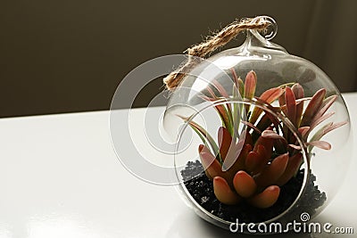 Glass vase with plants and cacti Stock Photo