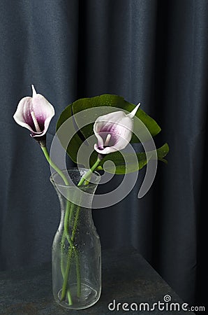 Glass vase with tropical fresh bouquet on the grey table against dark blue drapes Stock Photo