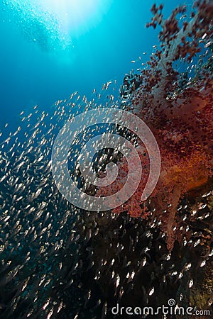 Glassfish and the aquatic life in the Red Sea. Stock Photo