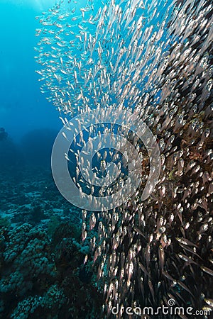 Glassfish and the aquatic life in the Red Sea. Stock Photo