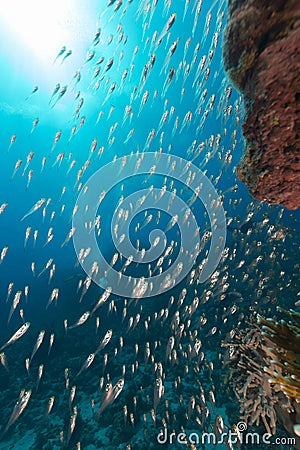 Glassfish and the aquatic life in the Red Sea. Stock Photo