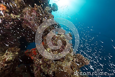 Glassfish in the tropical waters of the Red Sea. Stock Photo