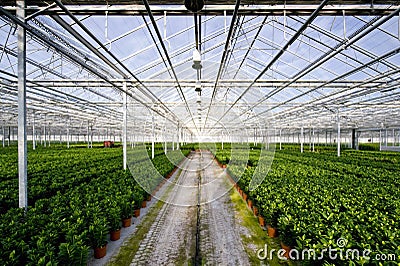 Glasshouse Stock Photo