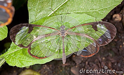 Glasswing butterfly Stock Photo