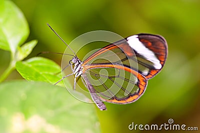 Glasswing butterfly Stock Photo