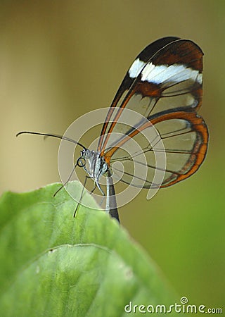 Glasswing butterfly Stock Photo