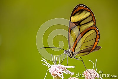 Glasswing butterfly on flower Stock Photo
